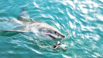 Высокоскоростной поезд свяжет аэропорты Стамбула