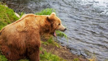 Посещение косы Арабатская стрелка в Крыму временно ограничено