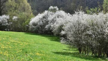 Рейсы Red Wings в Пхукет отложены из-за неисправности самолета