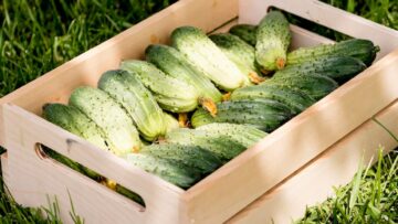 Грузинская авиакомпания откроет рейсы между Тбилиси и Батуми.