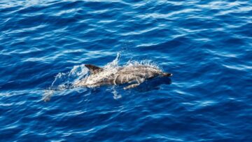 Для получения шенгенской визы в Италию детям необходим собственный загранпаспорт.