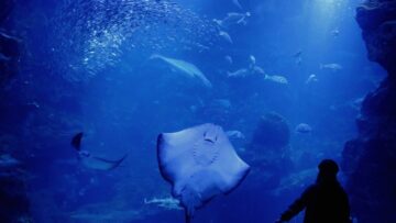 Авиакомпания IndiGo заказала у Airbus 500 самолетов