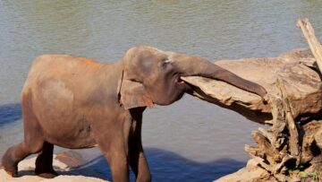 Лоукостер «Победа» предлагает пассажирам возможность заказать еду на борт