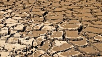 В Сингапуре появятся специальные круизы для любителей кошек