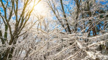 В новосибирском аэропорту у путешественника, вернувшегося из Таиланда, конфисковали кораллы.