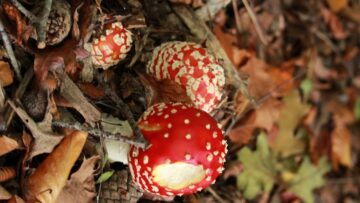 В ЮАР сильный снегопад затруднил движение транспорта