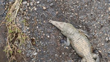 Новый год в небе: розыгрыши, спецменю и шампанское