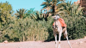 Туристка привезла из Турции сувенир, ставший основой для двух публикаций.