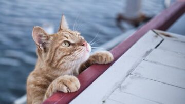 Пассажирка круизного лайнера погибла, заблудившись на необитаемом острове в Австралии