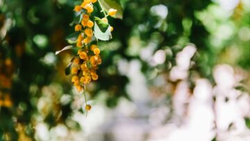 В Сочи на горнолыжной трассе сошла лавина, засыпав шесть человек