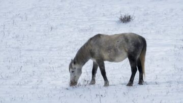 Черногория отложила введение виз для граждан России до конца сентября 2026 года.
