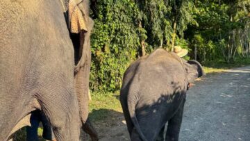 Россиянку в Египте просят заплатить полмиллиона за медицинскую эвакуацию