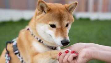 В Исландии возобновлён туристический сбор