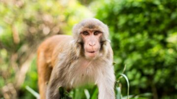 Руководитель Austrian Airlines не смог отправиться на Мальдивы из-за забастовки в компании